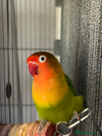 Lovebirds birds - Advert 5