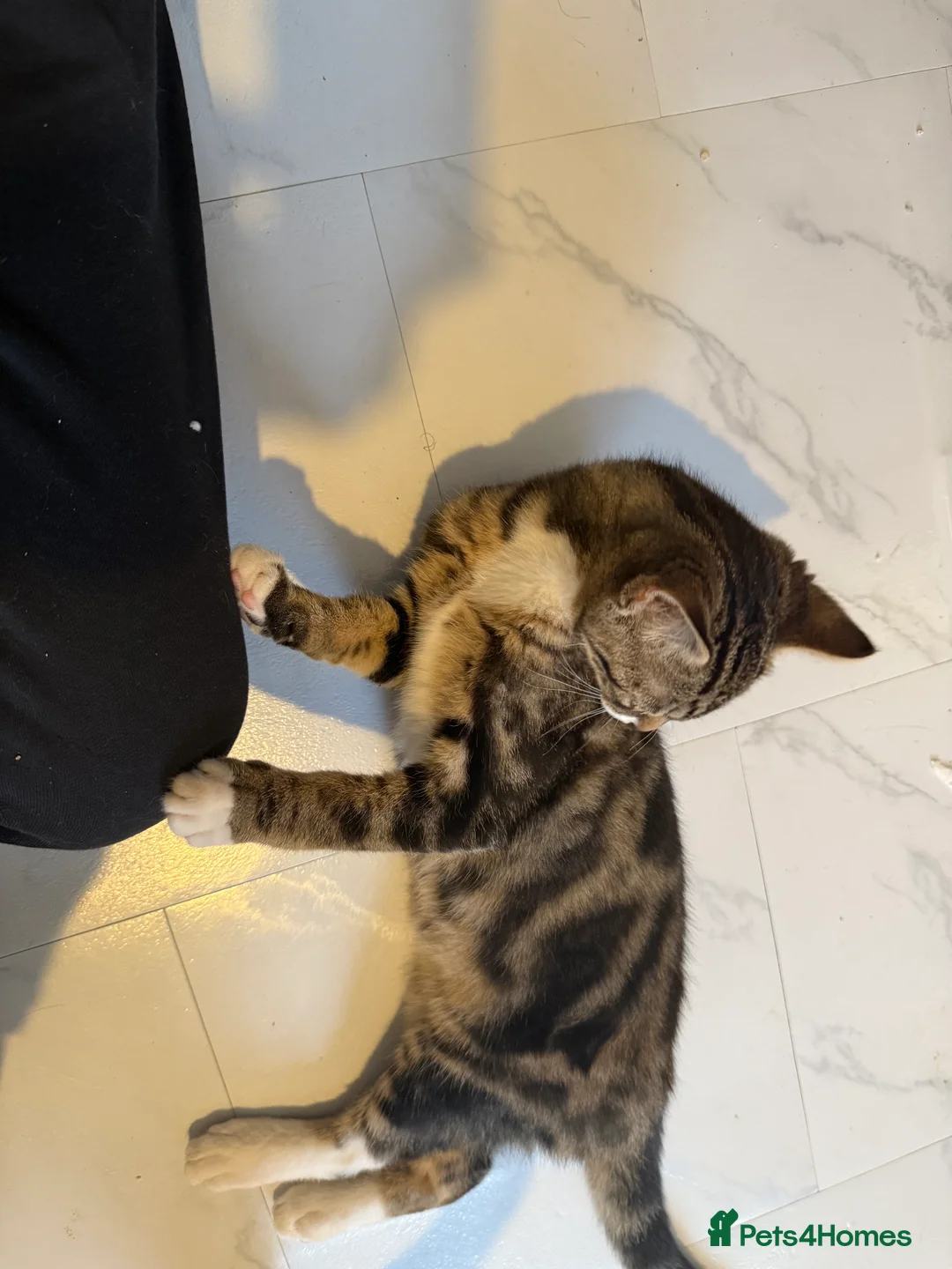 British Shorthair cats for sale: 3 cute and friendly kittens. 1 grey, 2 tabby - Advert 16