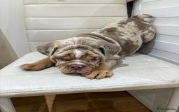 English Bulldog dogs for sale: English bull dog  - Image 3