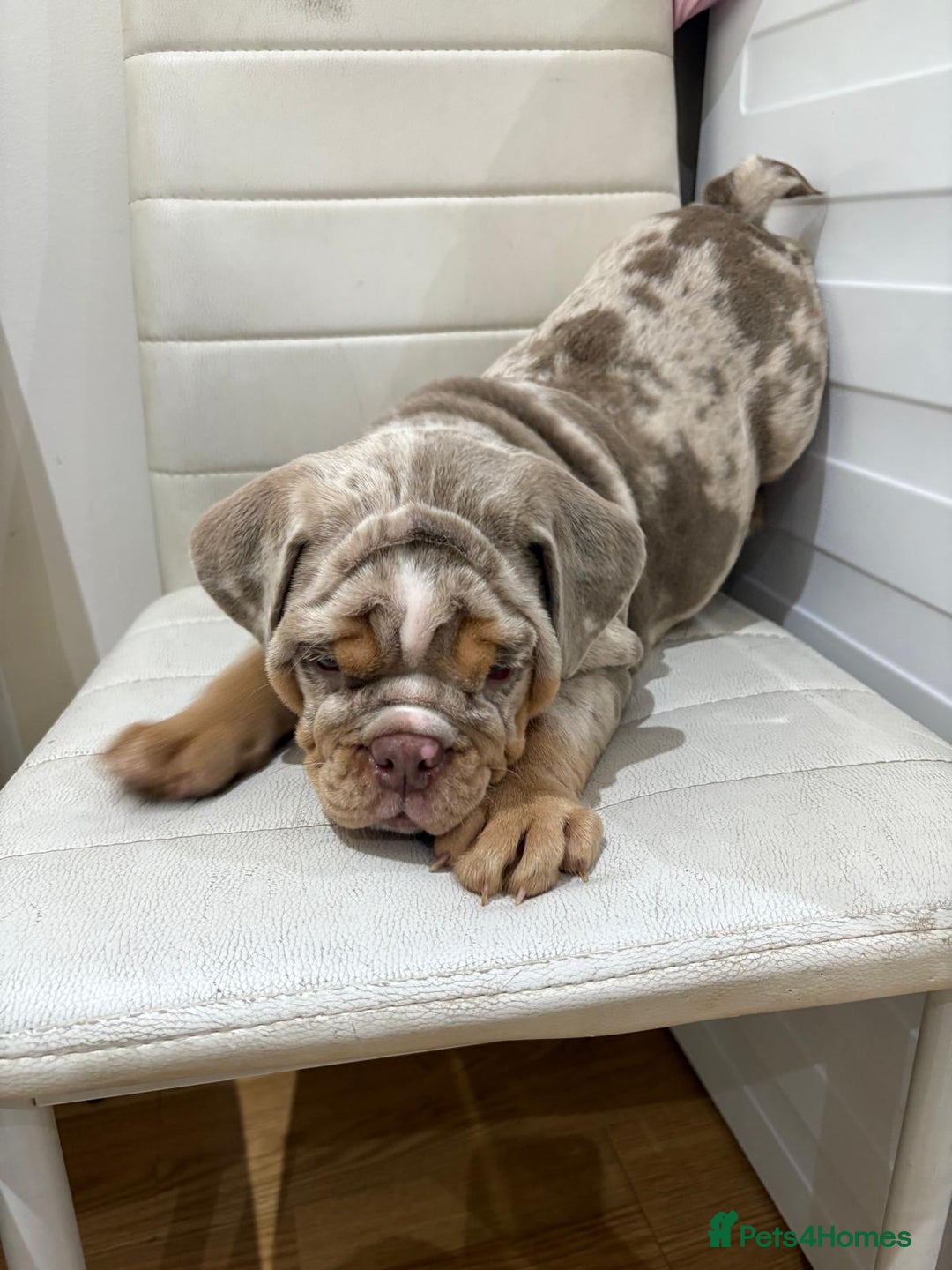 English Bulldog dogs for sale: English bull dog  - Image 3