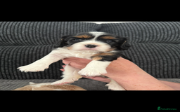 Cavalier King Charles Spaniel dogs for sale: Cavalier King Charles spaniel puppies - Image 3