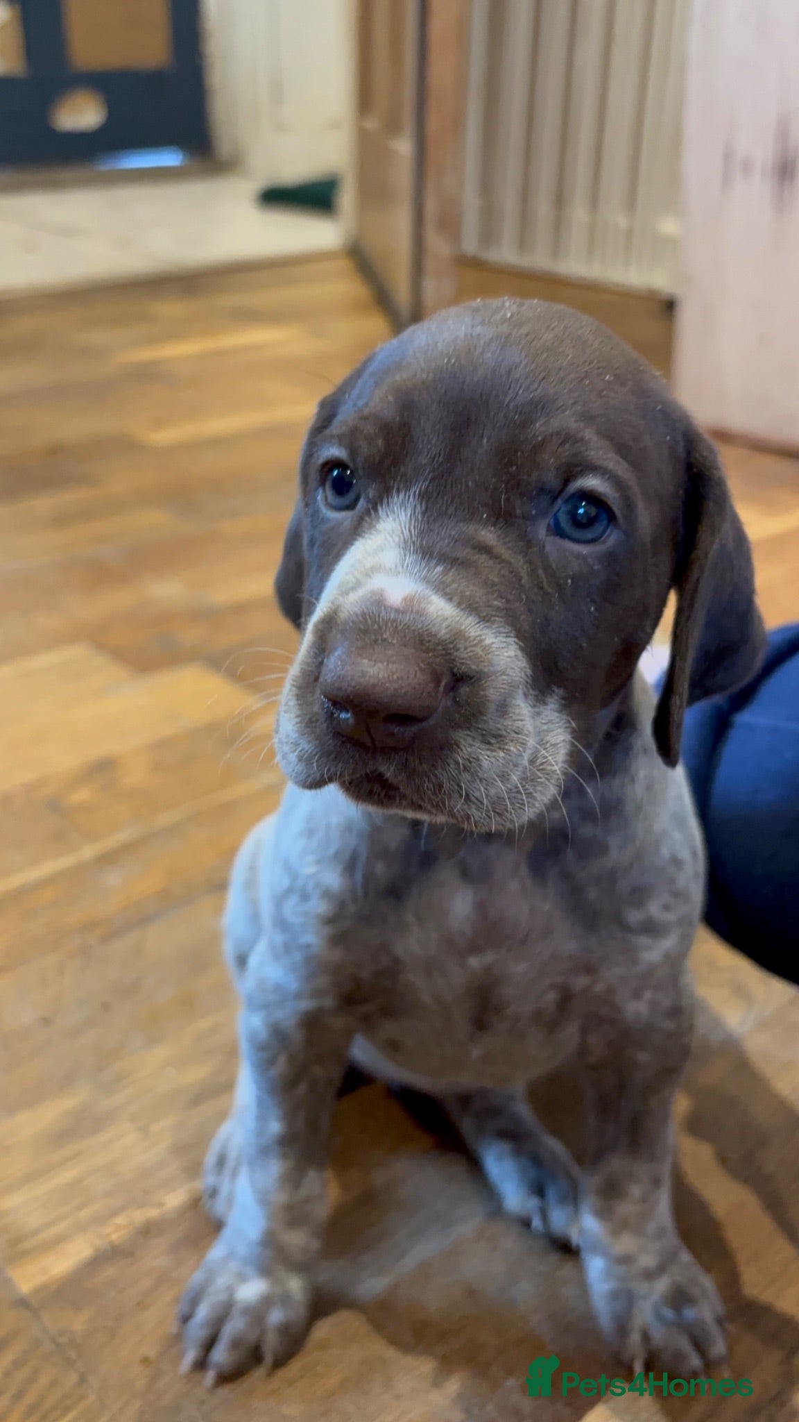 German Shorthaired Pointer dogs kc reg Gsp puppies  - Advert 2