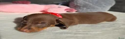 Miniature Dachshund dogs for sale: 🖤 Stunning Miniature Dachshunds 🖤 - Advert 9