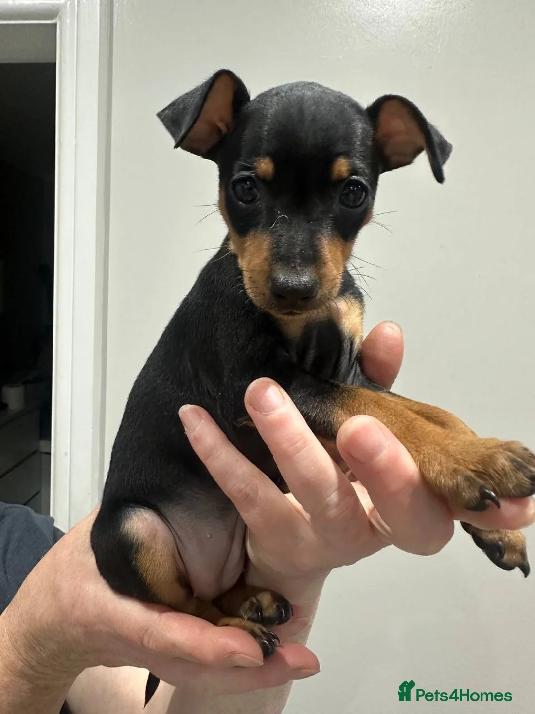 Miniature Pinscher dogs for sale:  Beautiful Purebred Miniature Pinscher Puppies  in Wakefield - Advert 2