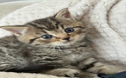 Mixed Breed cats for sale: Half Ragdoll, Half British Shorthairs  - Image 11