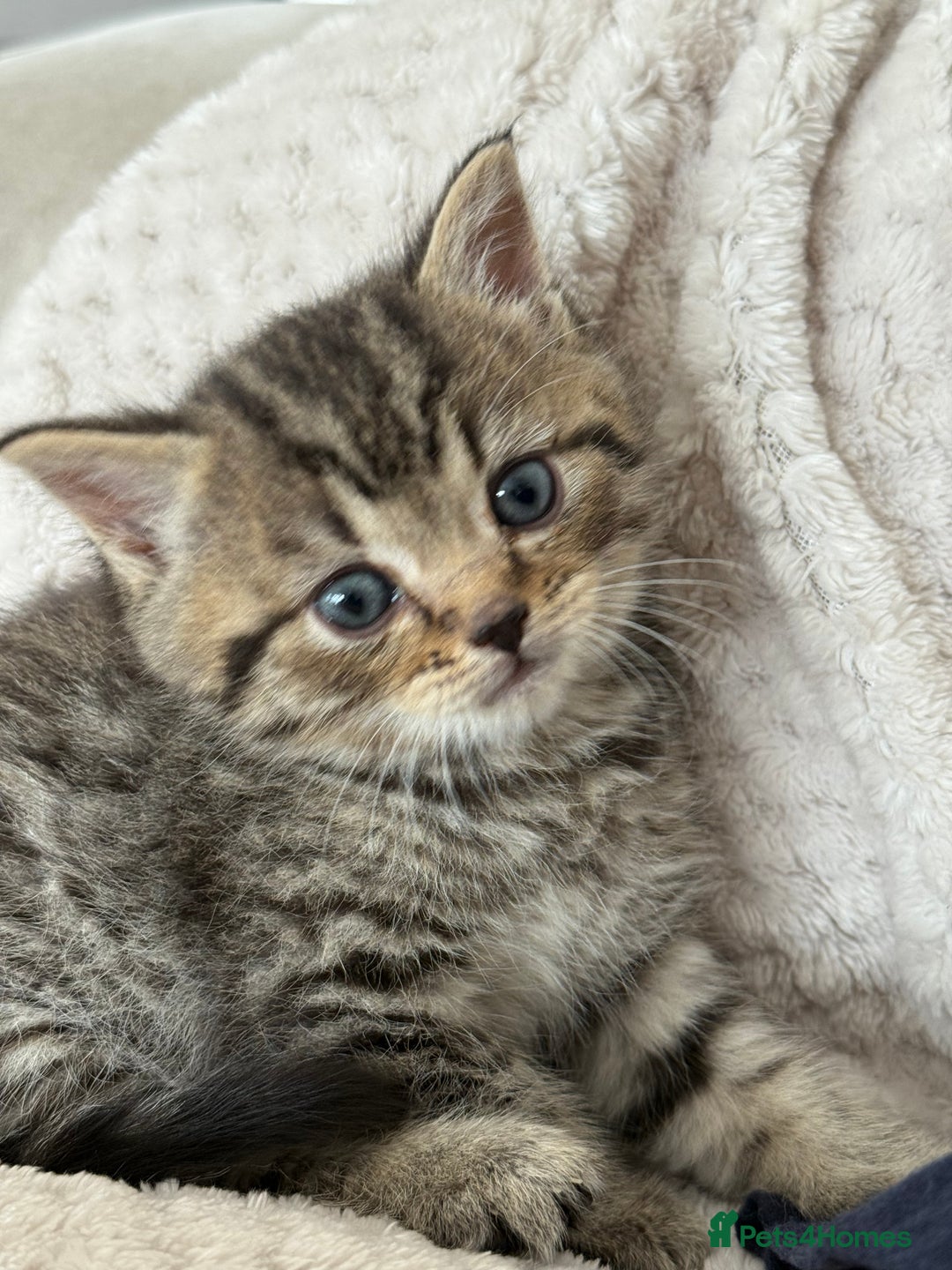 Mixed Breed cats for sale: Half Ragdoll, Half British Shorthairs  - Image 11