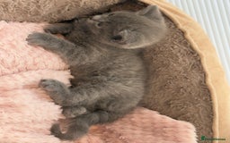 British Shorthair cats for sale: British Blue Shorthair  - Image 9