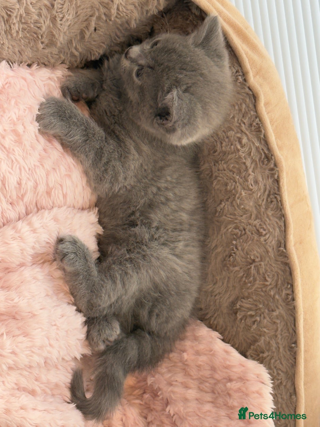 British Shorthair cats for sale: British Blue Shorthair  - Image 9