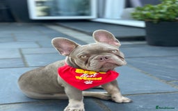 French Bulldog dogs for stud: Reggie the French Bulldog  - Image 3