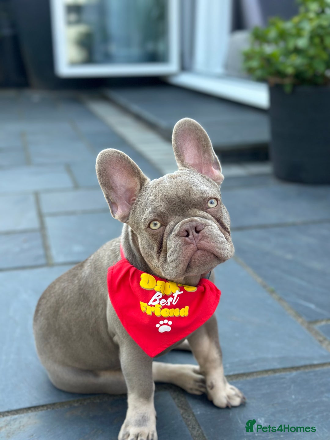 French Bulldog dogs for stud: Reggie the French Bulldog  - Image 3