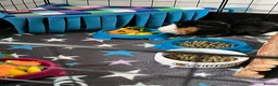 Guinea Pig rodents for sale: Arthur and Leon  - Advert 3