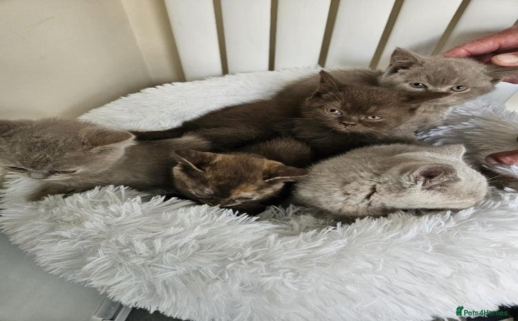 British Shorthair cats - Advert 12