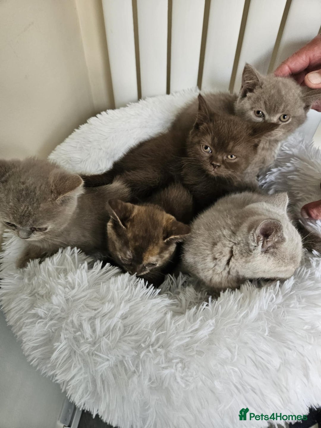 British Shorthair cats for sale: Beautiful Pedigree British Shorthair Kittens - Image 1