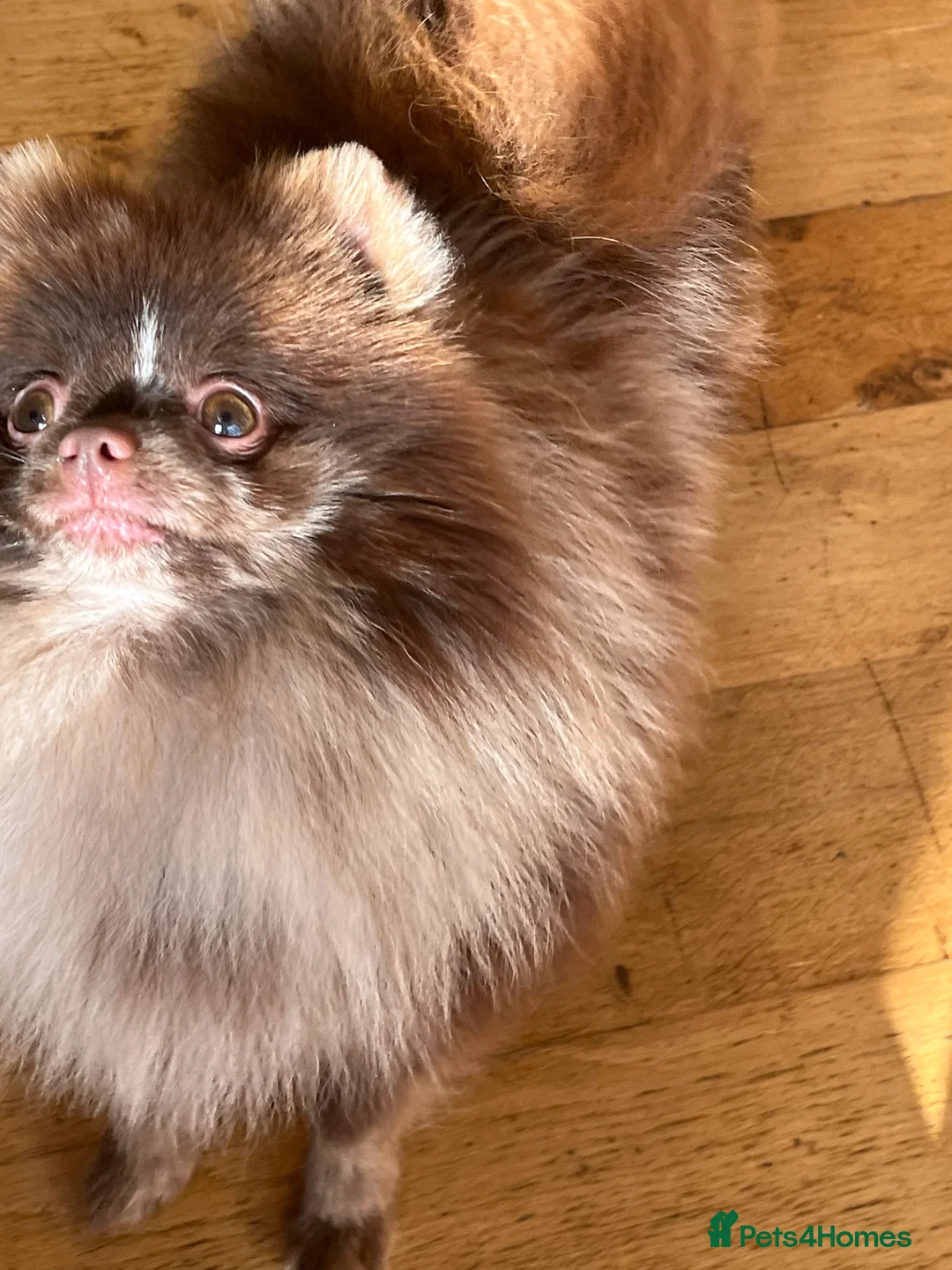 Pomeranian dogs for stud: 💚 RUSSIAN CHOC MERLE 🧸BEAR POM CARRY LILAC/TAN💚 in Romford - Advert 4