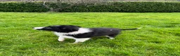 Border Collie dogs for sale: 12 weeks old lovely girl ready to go - Advert 7