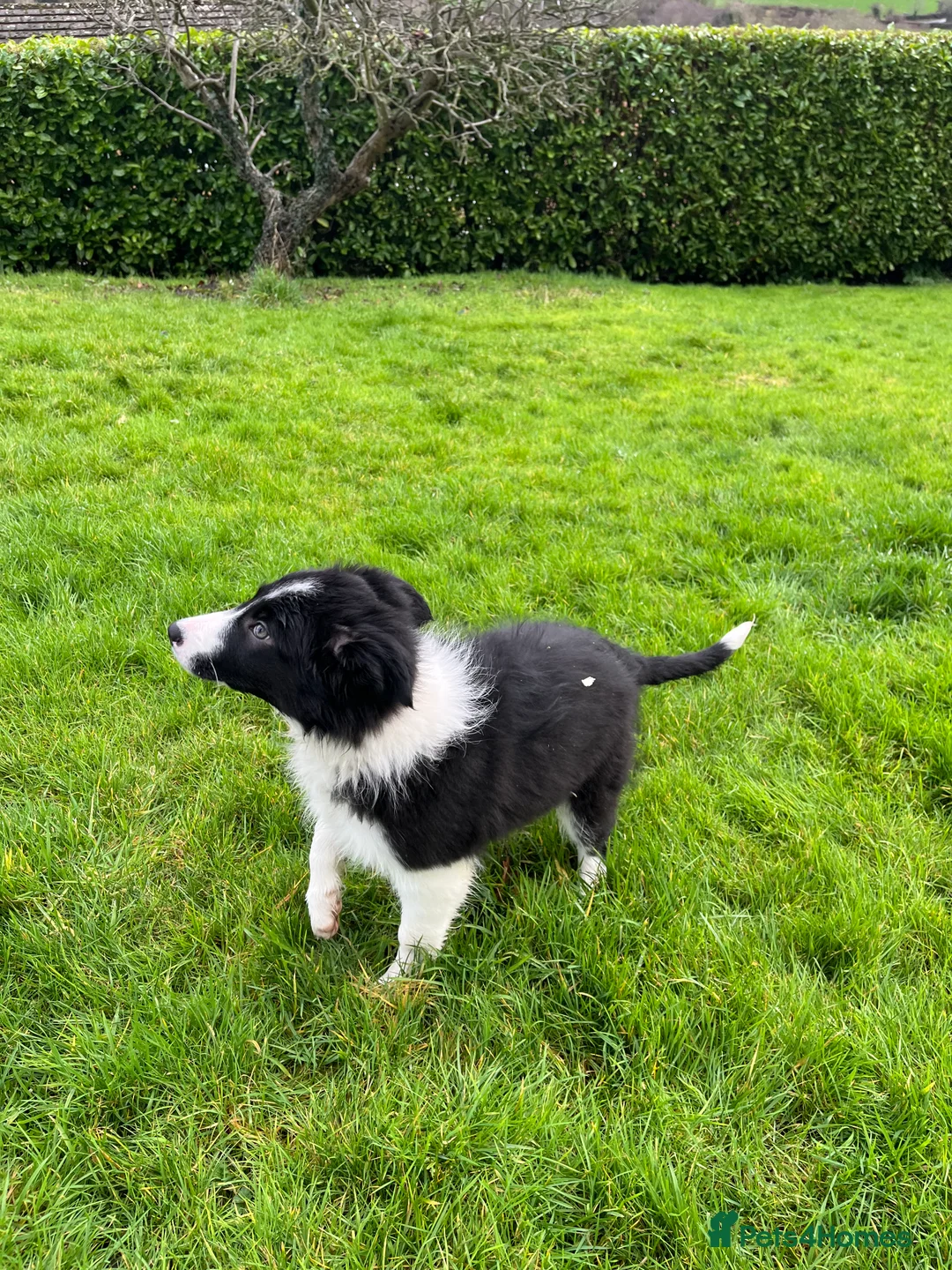 Border Collie dogs for sale: 12 weeks old lovely girl ready to go - Advert 7