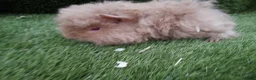 Guinea Pig rodents for sale: Alpaca Guinea Pigs - Advert 8