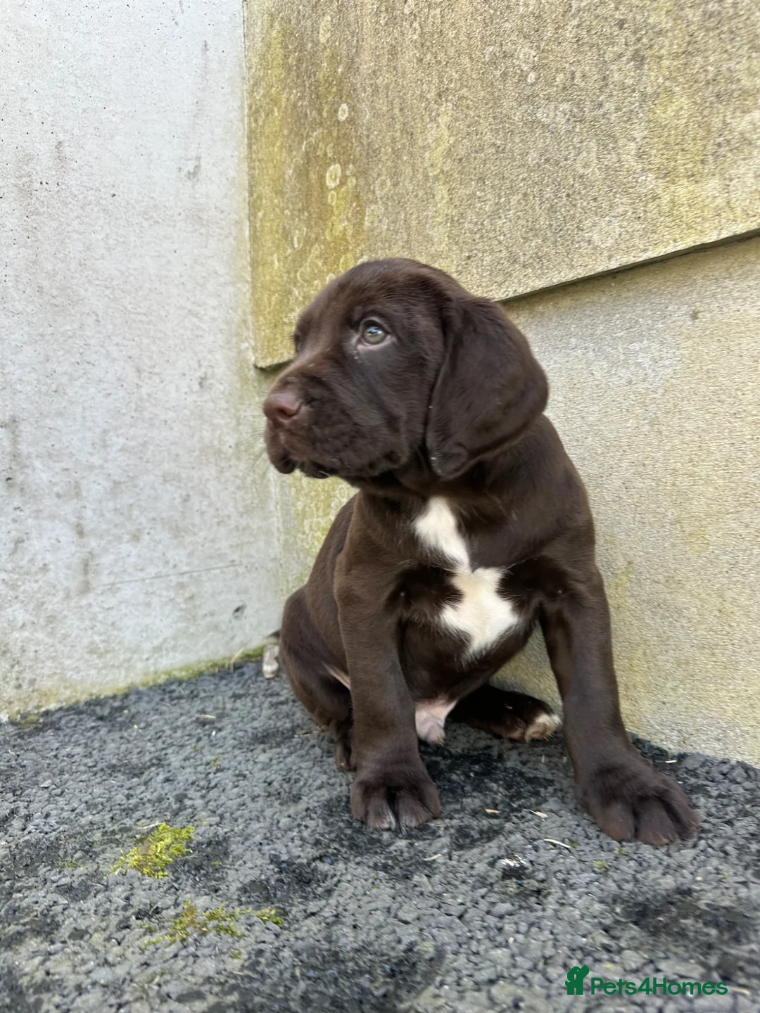 Springador dogs for sale: Beautiful Springador Puppies in Carmarthen - Advert 10