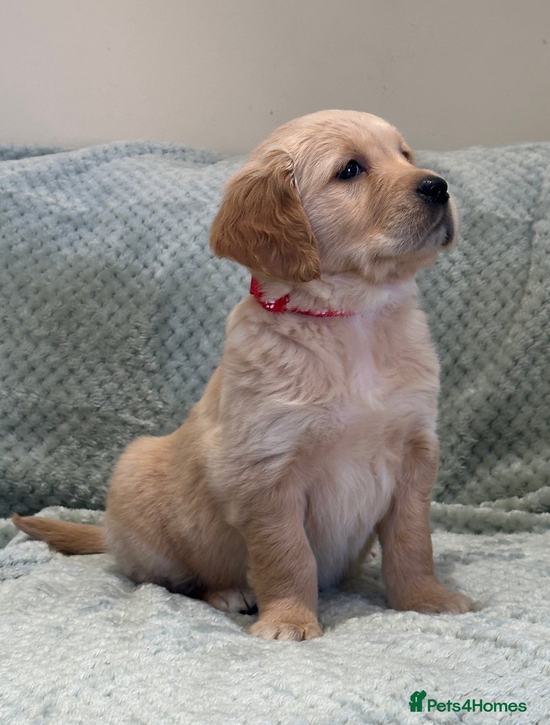 Golden Retriever dogs for sale: Quality litter of KC reg Golden Retriever Puppies  - Advert 13