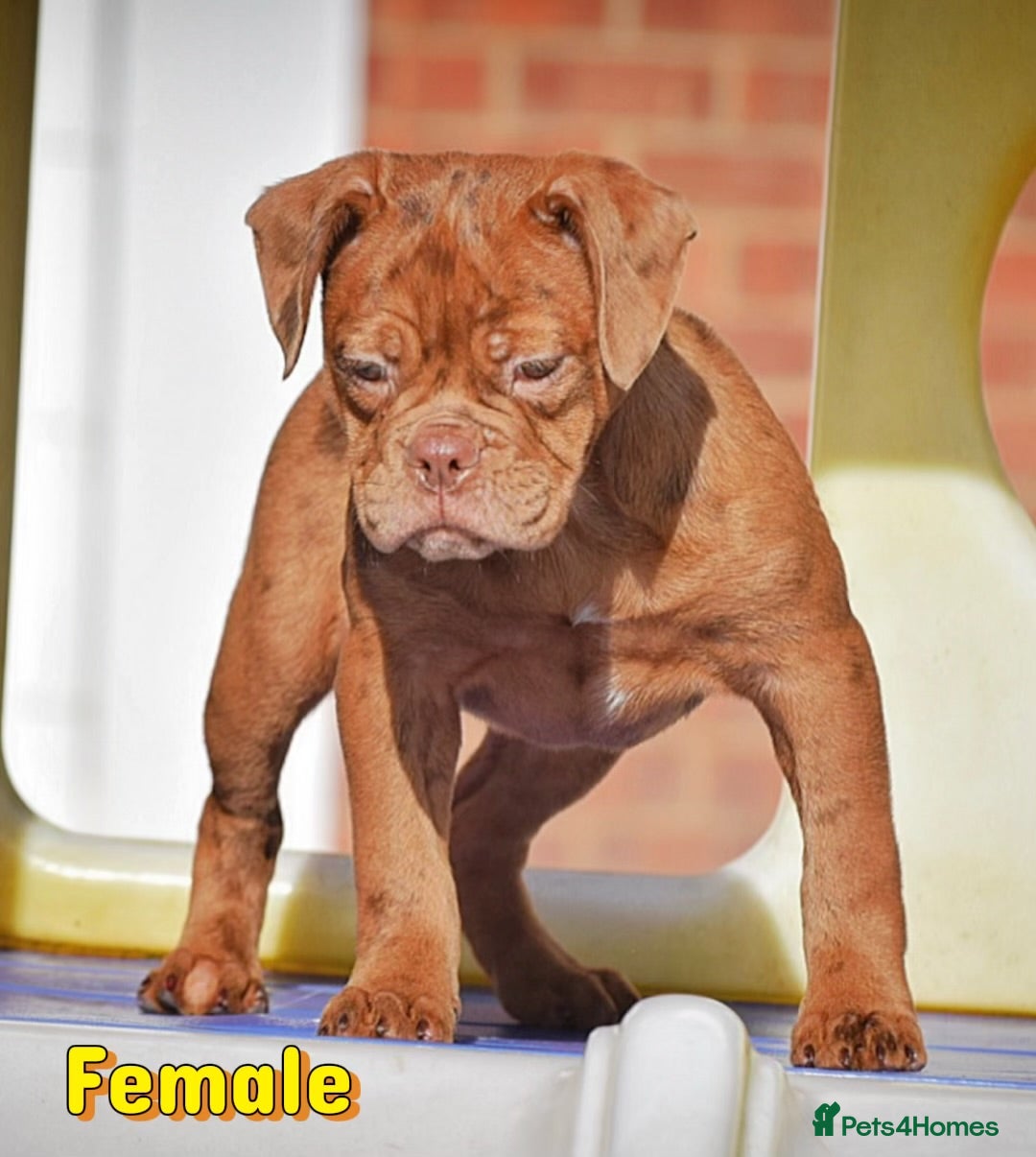 Olde English Bulldogge dogs 23 years Professionals 5⭐️Rated Licensed.  - Advert 13