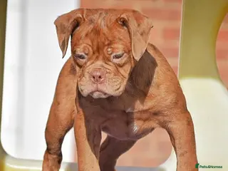 Olde English Bulldogge dogs 23 years Professionals 5⭐️Rated Licensed. - Advert 13