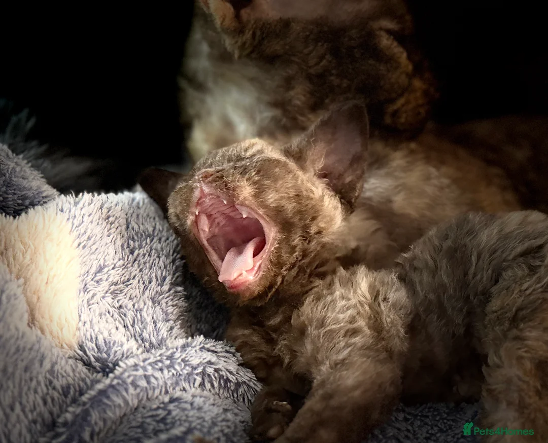 Devon Rex cats for sale: GCCF registered Devon Rex - Male and female - Advert 12