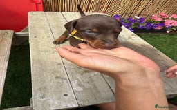 Dobermann dogs for sale: Doberman brown & tan - Image 21