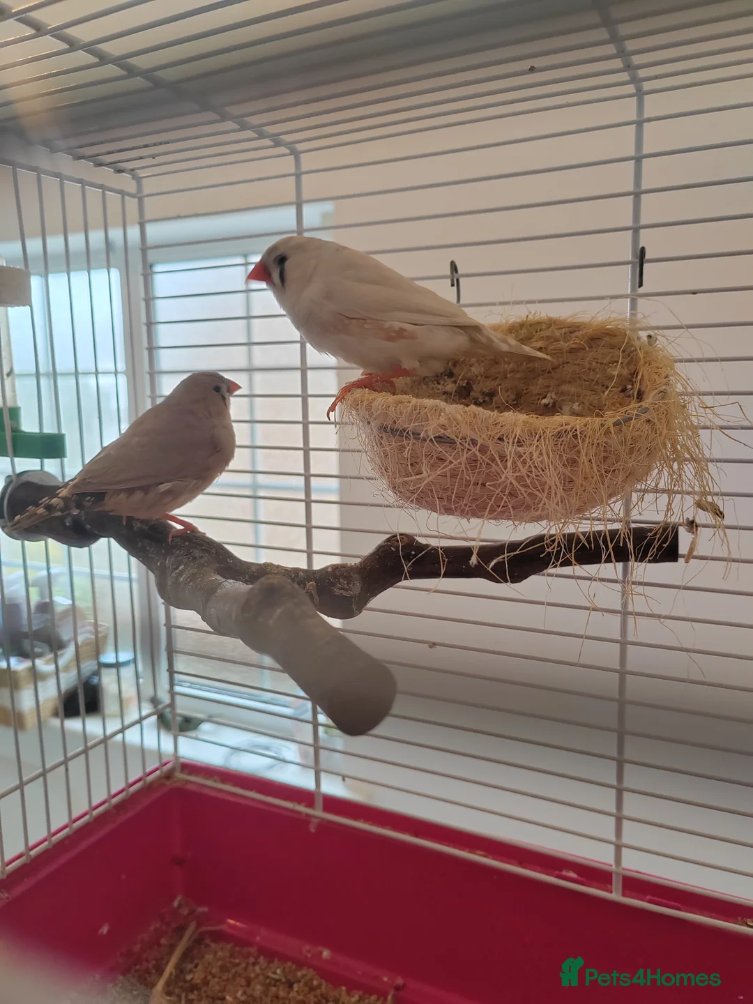 Finches birds for sale: One male and two female finches - Advert 4