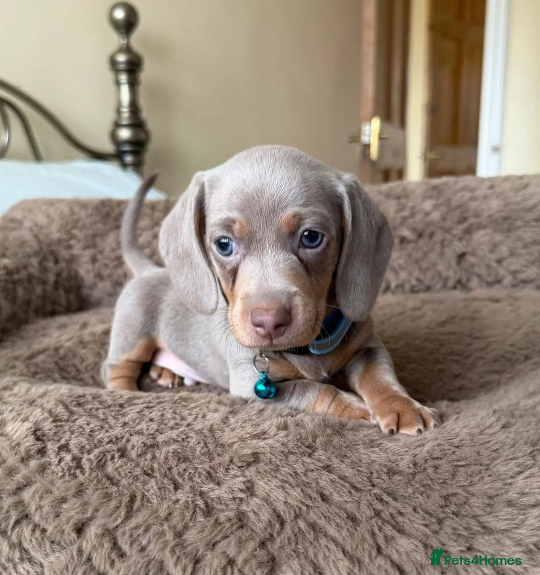 Miniature Dachshund dogs for sale: Adorable Miniature Dachshund puppies in Alloa - Advert 7
