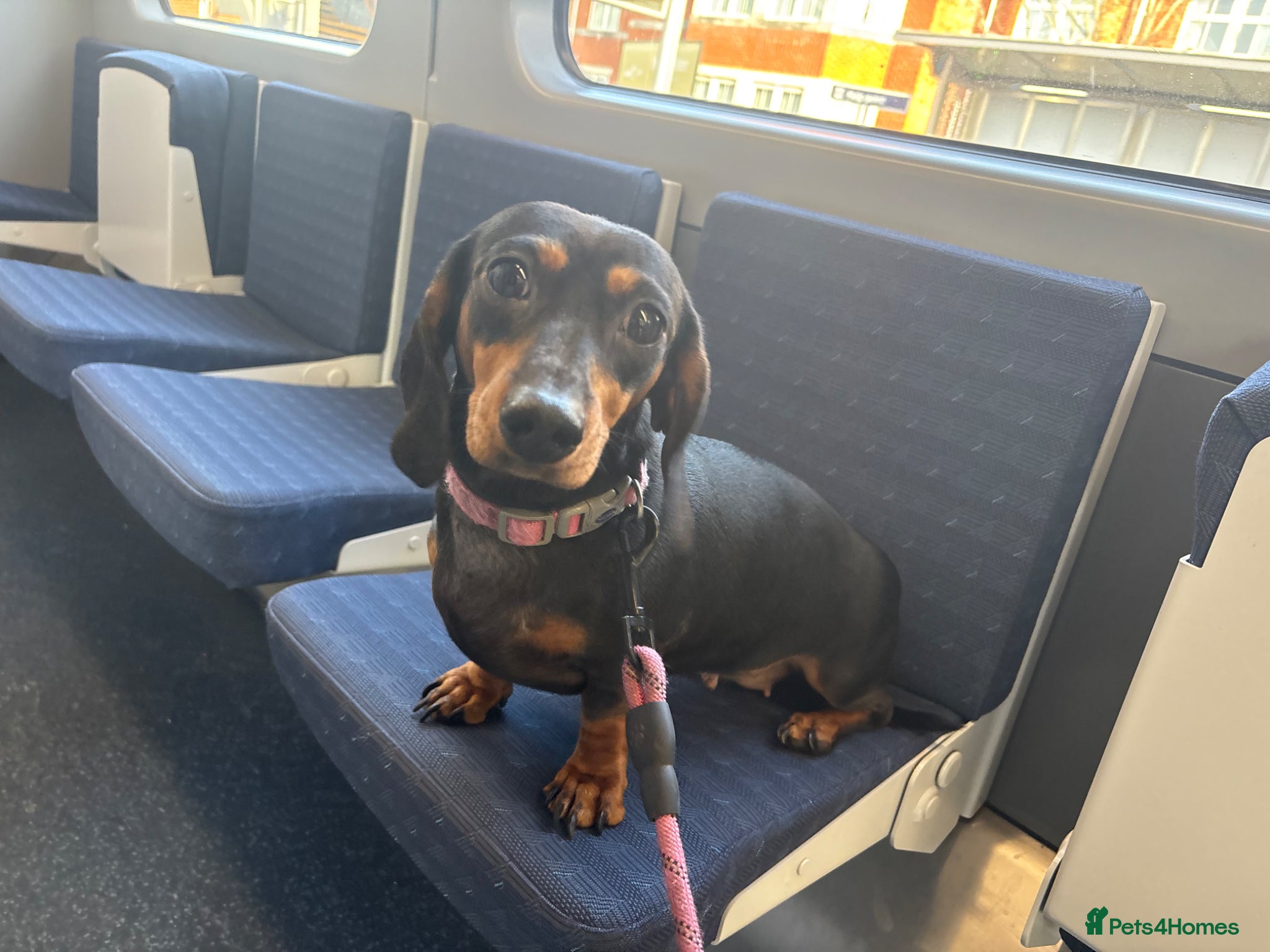 Miniature Dachshund dogs 2 female miniature dachshunds for sale🐾 - Advert 1