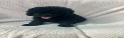 Mixed Breed dogs for sale: Poodle dad Hungarian puli mum - Advert 8