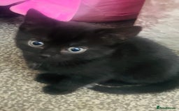 Mixed Breed cats for sale: Ready for new home 2 FEMALE KITTENS - Image 3