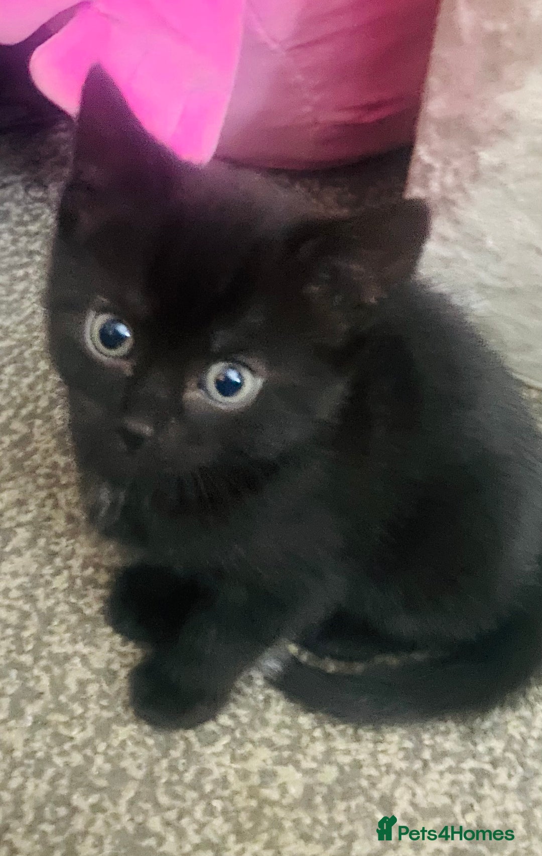 Mixed Breed cats for sale: Ready for new home 2 FEMALE KITTENS - Image 3