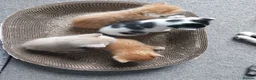 Mixed Breed cats for sale: 8 week old kittens. 2 boys 1 girl - Advert 27