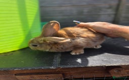 Mini Lion Lop rabbits for sale: Mixed breeds of rabbits - Image 6