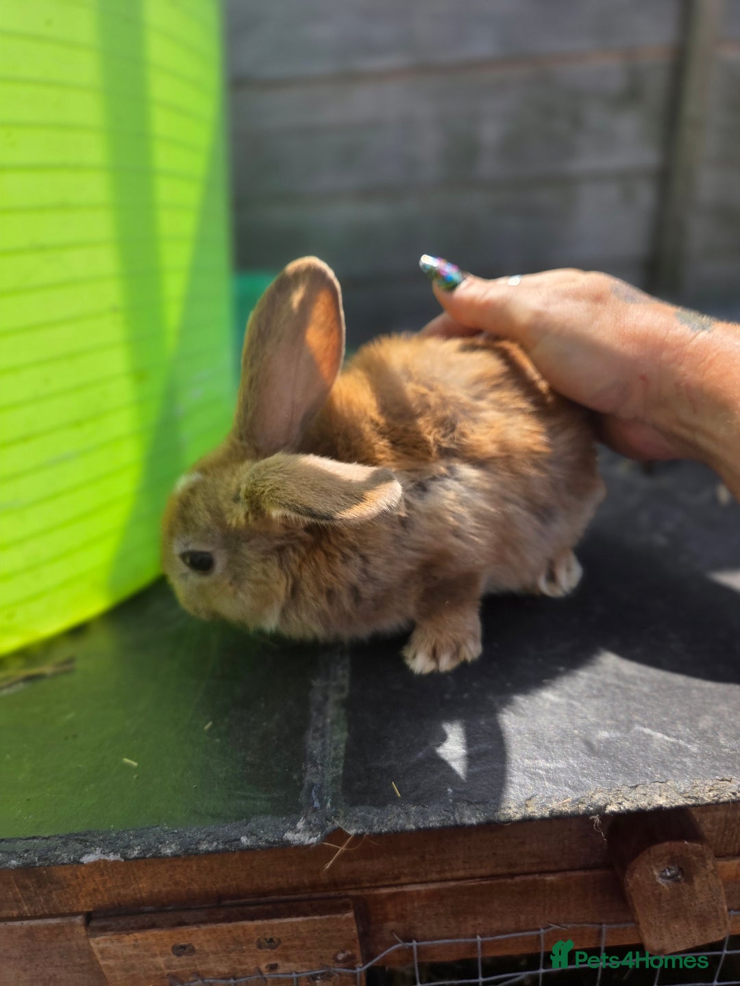 Mini Lion Lop rabbits for sale: Mixed breeds of rabbits - Image 6