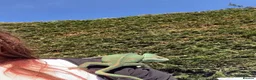 Chameleon reptiles for sale: Yemen Chameleon  in Hull - Advert 2