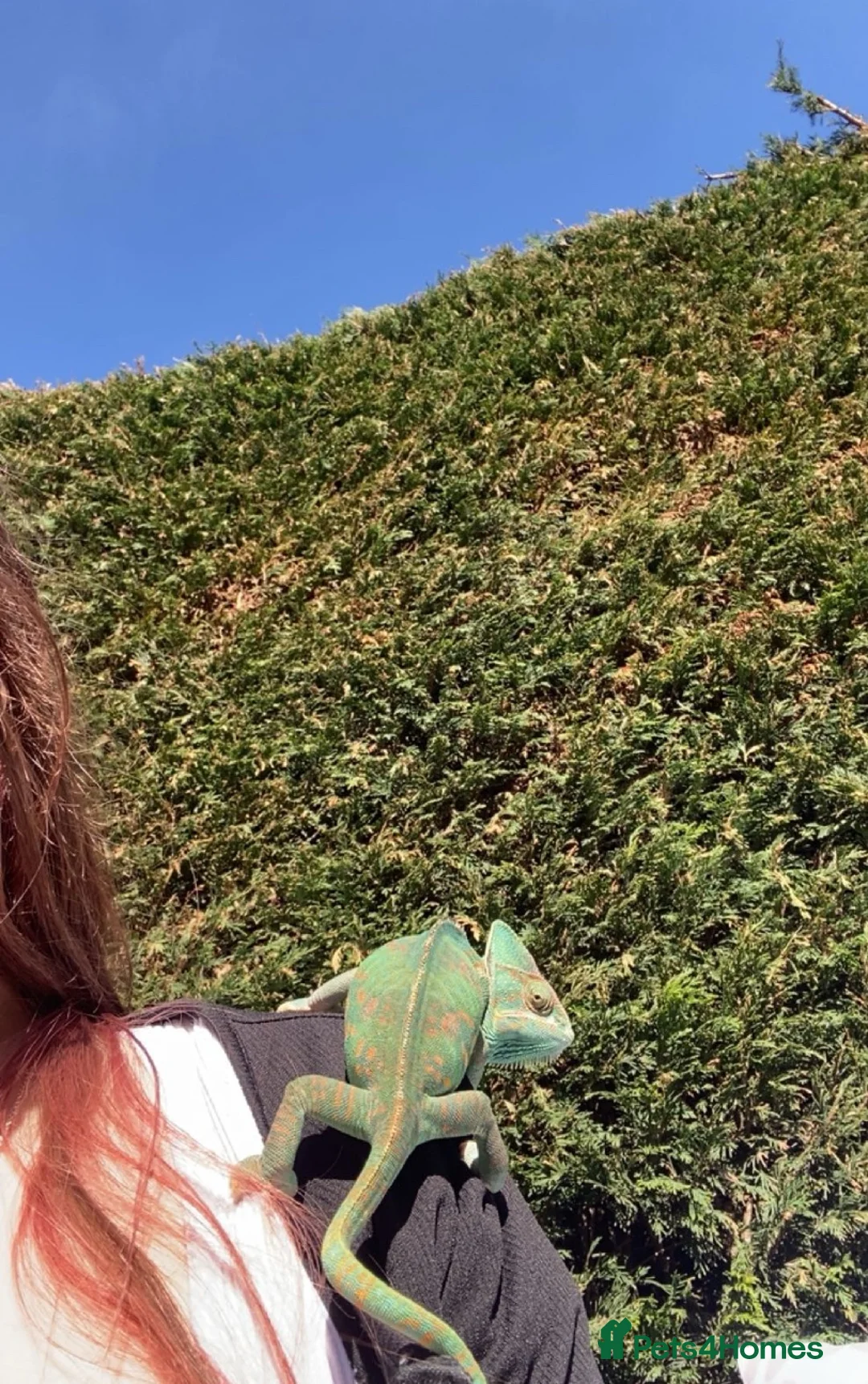 Chameleon reptiles for sale: Yemen Chameleon  in Hull - Advert 2