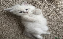 Siberian cats for sale: Siberian Neva Masquerade Kittens - Image 16
