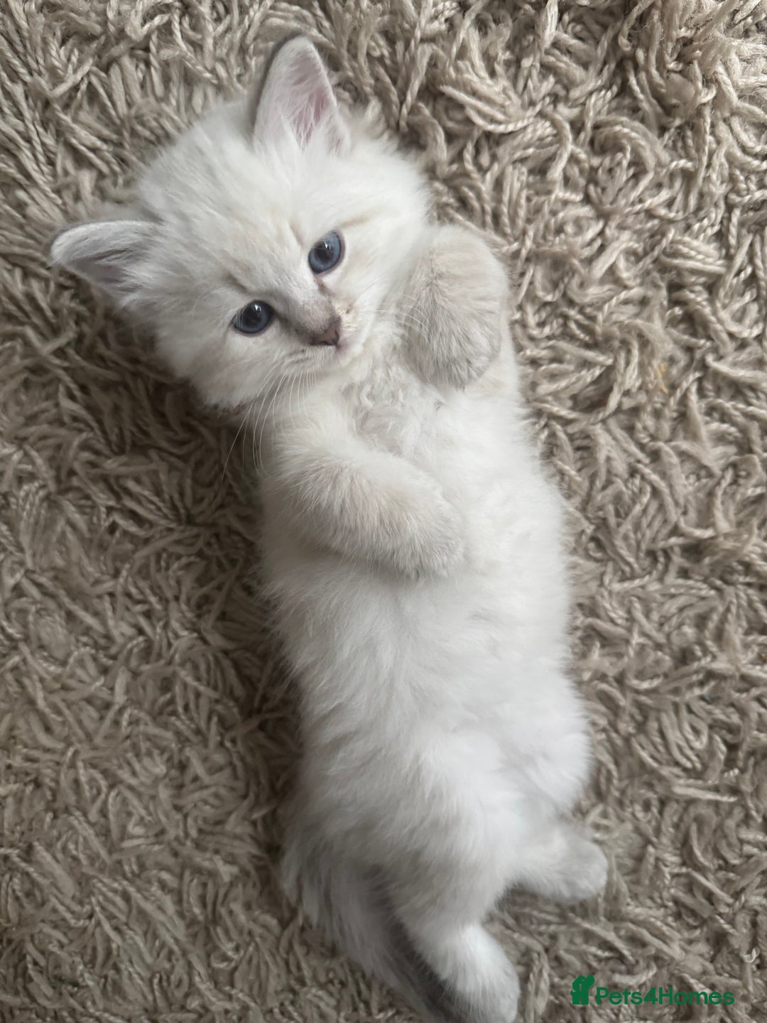 Siberian cats for sale: Siberian Neva Masquerade Kittens - Image 16