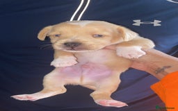 Patterjack dogs for sale: Two rescue pups patterjacks - Image 10