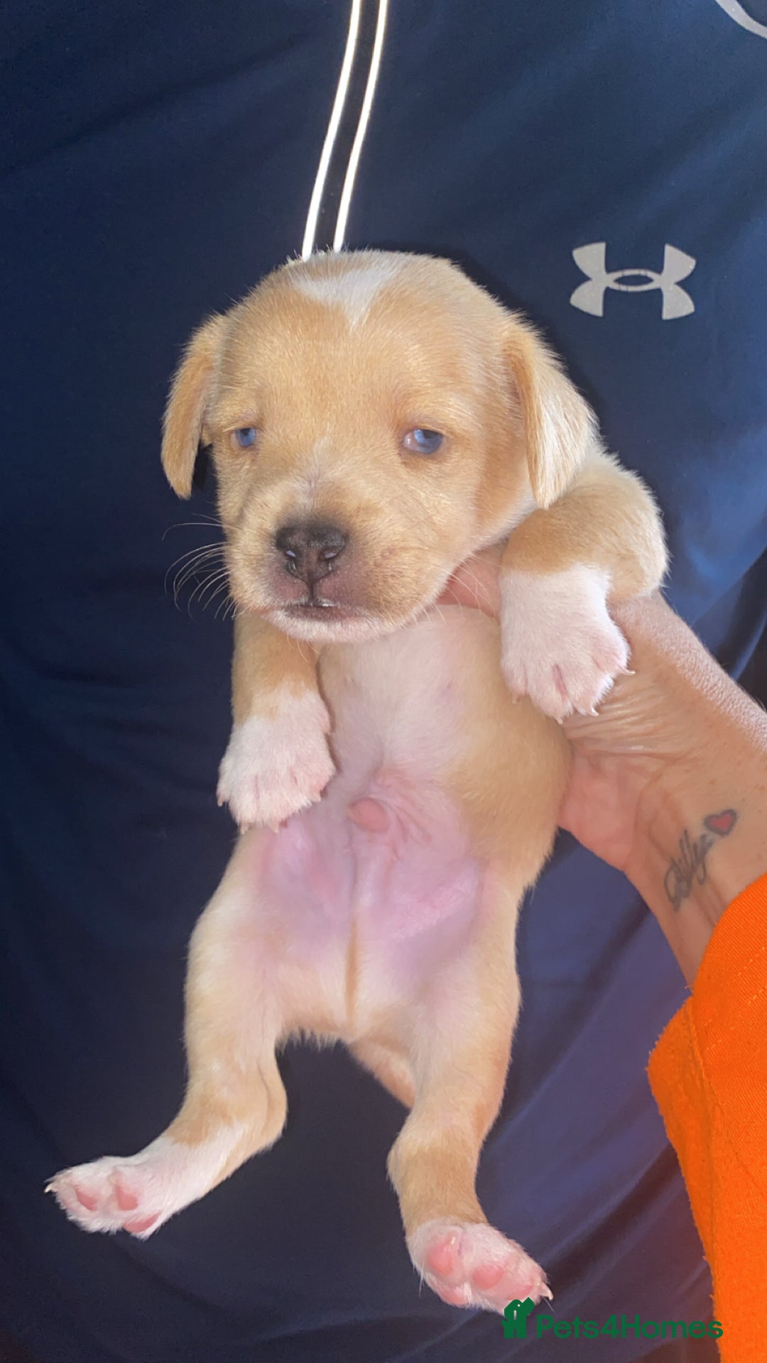 Patterjack dogs for sale: Two rescue pups patterjacks - Image 10