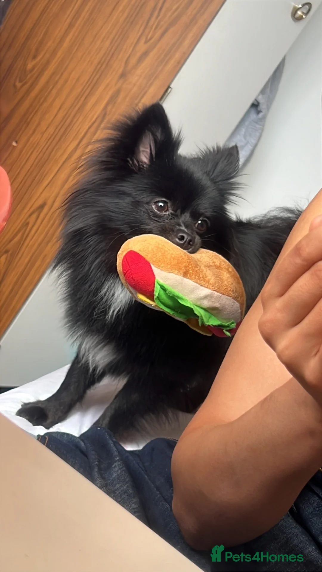 Pomeranian dogs for stud: Diesel - Advert 7