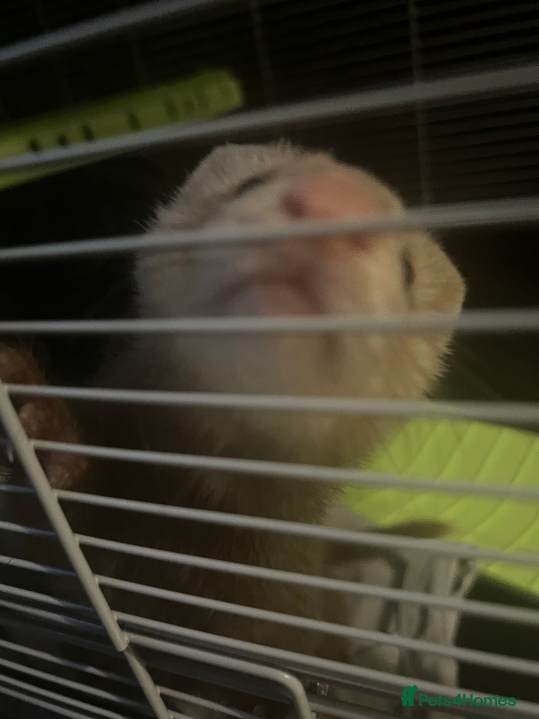 Ferret rodents for sale: Sweet 9-Week Old Male Ferret  - Image 2