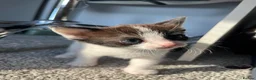 Mixed Breed cats for sale: 2 kittens for sale  in Milton Keynes - Advert 4
