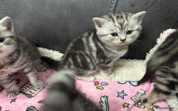 British Shorthair cats for sale: GCCF Reg BSH Silver Tabby & Spotted kittens - Advert 19
