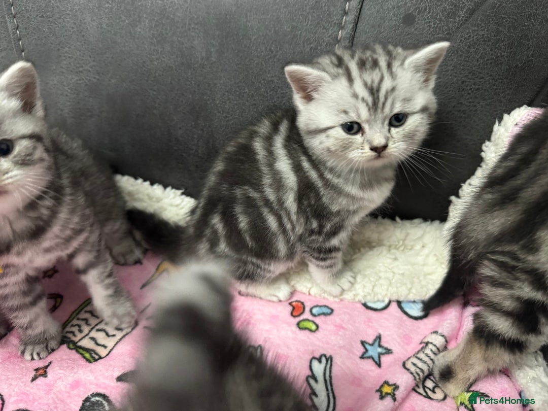 British Shorthair cats for sale: GCCF Reg BSH Silver Tabby & Spotted kittens - Advert 19