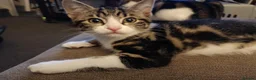 Mixed Breed cats for sale: Two Adorable Kittens Looking for Home!  - Advert 19