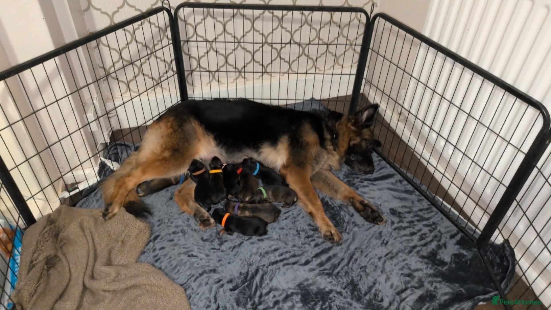 German Shepherd dogs German Shepherd Puppies  - Advert 3