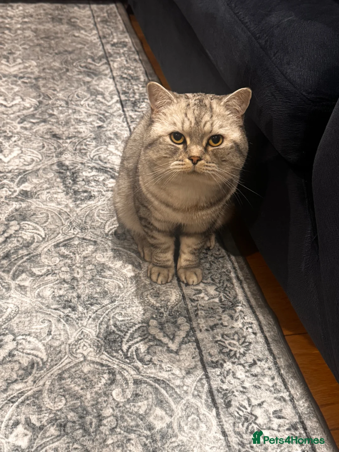 British Shorthair cats for sale: Loving 2Year Old Tyler Looking for a New Home 🐾 - Advert 3